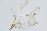 Coleophora dianthi
