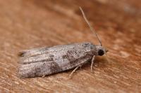 Cnephasia incertana