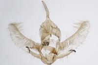 Cnephasia incertana
