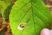 Phyllonorycter nicellii