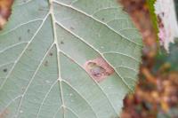Phyllonorycter nicellii