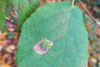 Phyllonorycter nicellii
