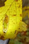 Phyllonorycter nicellii