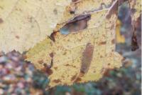 Phyllonorycter nicellii