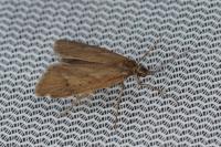 Diurnea lipsiella