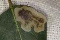 Phyllonorycter belotella