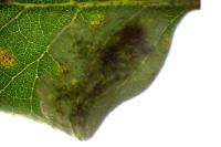 Phyllonorycter belotella