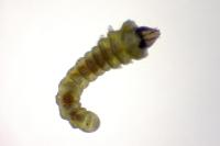 Phyllonorycter belotella