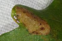 Phyllonorycter quercifoliella