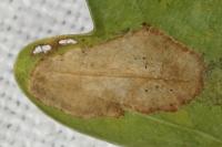 Phyllonorycter quercifoliella