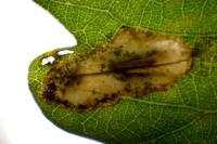 Phyllonorycter quercifoliella