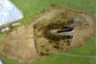 Phyllonorycter quercifoliella