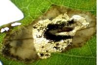 Phyllonorycter quercifoliella