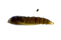 Phyllonorycter quercifoliella