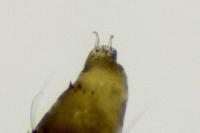 Phyllonorycter quercifoliella