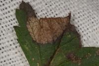 Parornix anglicella