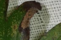 Phyllonorycter oxyacanthae