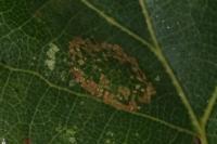 Phyllonorycter
