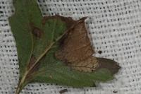 Parornix anglicella