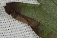 Phyllonorycter oxyacanthae