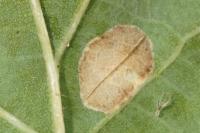 Phyllonorycter