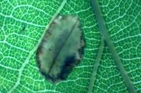 Phyllonorycter