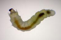 Phyllonorycter