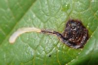 Bucculatrix frangutella