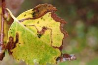 Stigmella sakhalinella