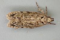 Psoricoptera gibbosella