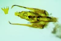 Psoricoptera gibbosella