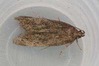 Mirificarma lentiginosella