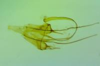 Mirificarma lentiginosella