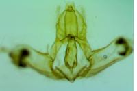 Acleris emargana