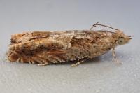 Epinotia tenerana