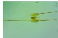 Stenolechia gemmella