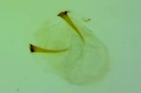 Stenolechia gemmella