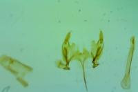 Caryocolum vicinellum