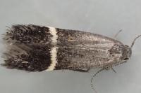 Aproaerema cinctella