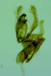Aproaerema cinctella