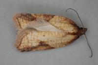Acleris aspersana