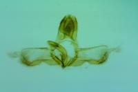 Acleris aspersana