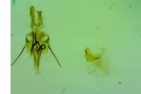 Endothenia marginana