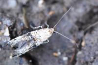 Epermenia chaerophyllella