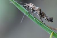 Epermenia chaerophyllella