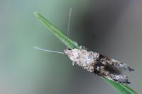 Epermenia chaerophyllella