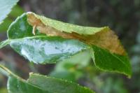 Coptotriche angusticollella