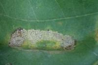 Phyllonorycter roboris