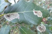 Phyllonorycter belotella