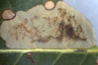 Phyllonorycter belotella